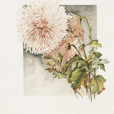 Схема вышивки «хризантемы»