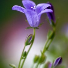 Колокольчик