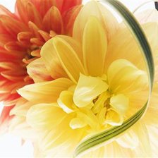 Схема вышивки «цветы»