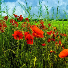 Схема вышивки «№409951»