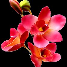 Схема вышивки «орхидея»