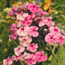 Схема вышивки «флоксы»