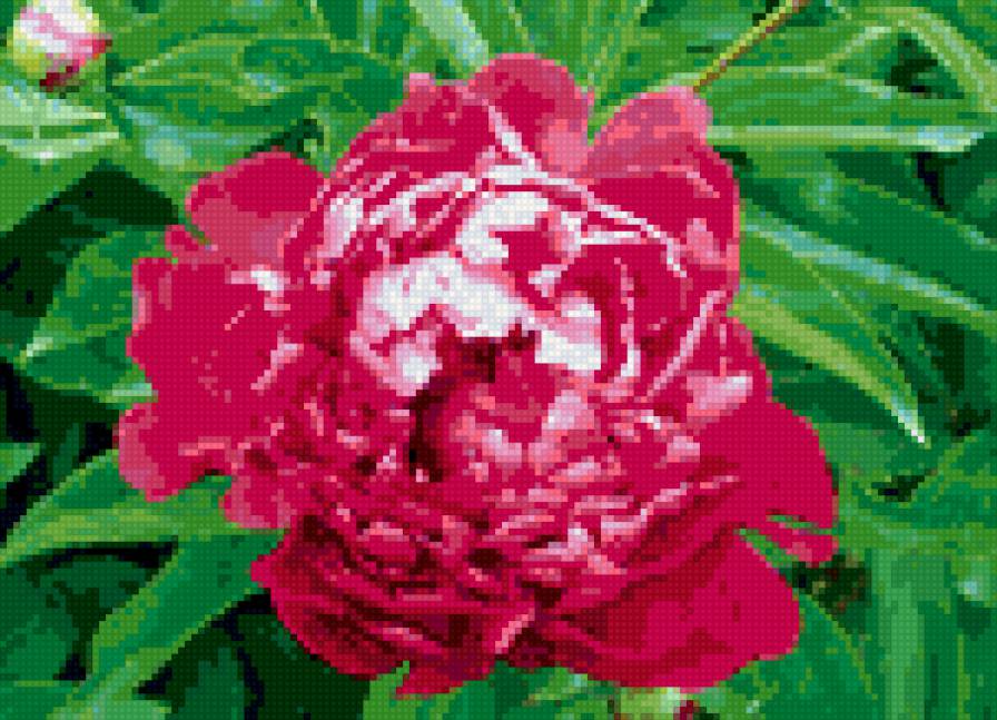 пион - цветы, пионы, пион, цветок - предпросмотр