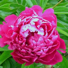 Схема вышивки «пион»