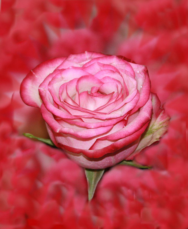 роза - роза, розы, цветы, цветок - оригинал