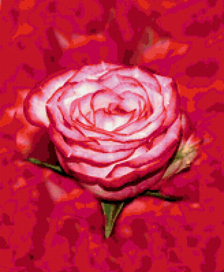 роза - цветы, роза, розы, цветок - предпросмотр