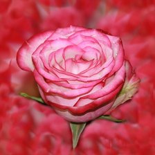 Схема вышивки «роза»