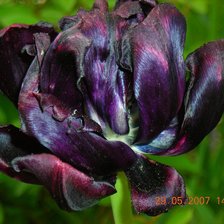 Схема вышивки «тюльпан»