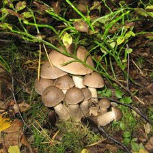 Схема вышивки «№410048»