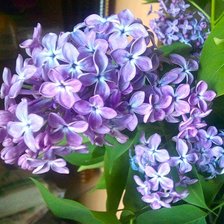 Схема вышивки «сирень»