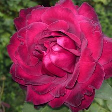 Схема вышивки «роза»