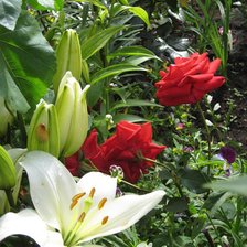 Схема вышивки «№410059»