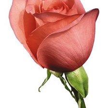 Схема вышивки «роза»