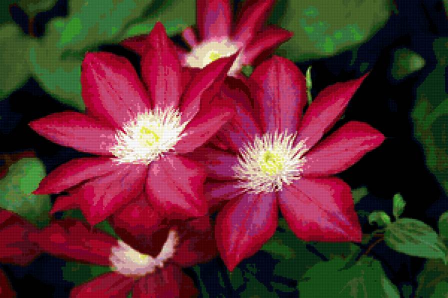 из цикла Клематисы - предпросмотр