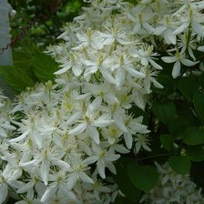 Схема вышивки «из цикла Клематисы»