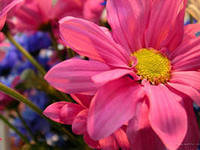 Схема вышивки «цветок»