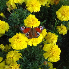 Схема вышивки «Бабочка на цветке.»