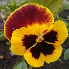 Схема вышивки «Виола»