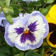 Схема вышивки «Анютины глазки»