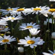 Схема вышивки «Ромашки»