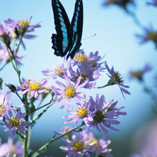 Схема вышивки «Бабочка...»
