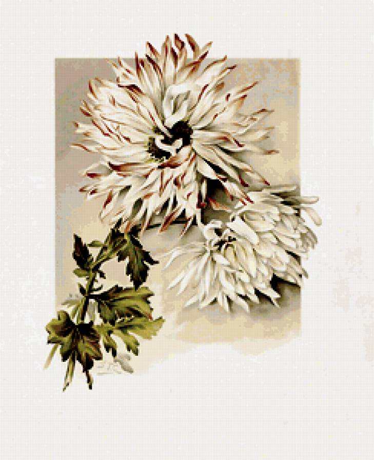 хризантемы - натюрморт, живопись, хризантемы, букет, цветы - предпросмотр