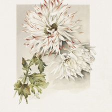 Схема вышивки «хризантемы»