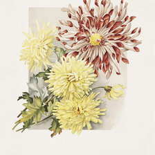 Схема вышивки «хризантемы»