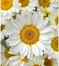 Схема вышивки «ромашкицветы»