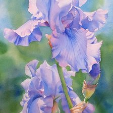 Схема вышивки «Голубой ирис»