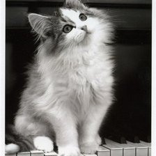 Схема вышивки «кошка»