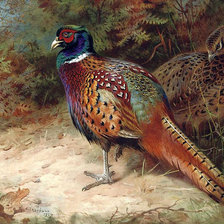 Схема вышивки «фазан1»