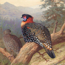 Схема вышивки «фазан 2»