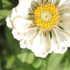 Схема вышивки «Цветок»