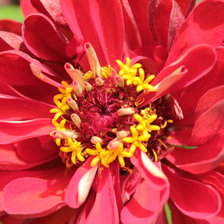 Схема вышивки «цветок»