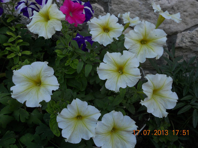 петуньи - цветы - оригинал