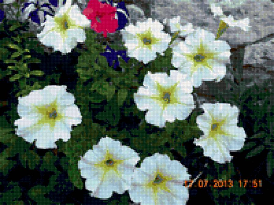 петуньи - цветы - предпросмотр