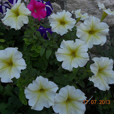 Схема вышивки «петуньи»