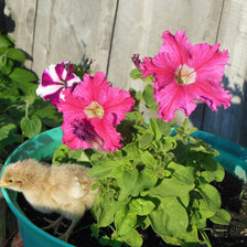 цыпленок под цветком