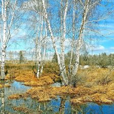 Схема вышивки «березы»