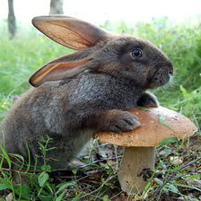 Схема вышивки «кролик»