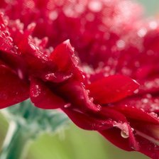 Схема вышивки «Герберра»