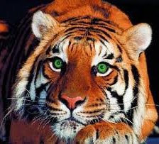 Схема вышивки «тигр»