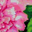 Предпросмотр схемы вышивки «пионы» (№411316)