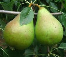 Схема вышивки «груши»