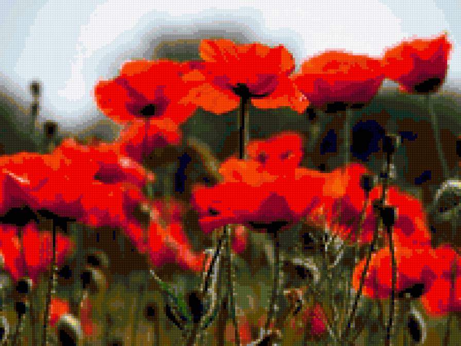маки - маки, поле, цветы - предпросмотр