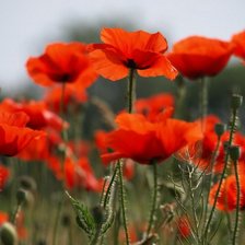 Схема вышивки «маки»