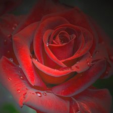 Схема вышивки «Серия "Букет"»