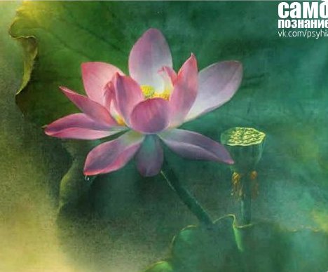лотос - нежность, цветы, лотос - оригинал
