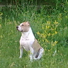 Схема вышивки «BANDUHA»